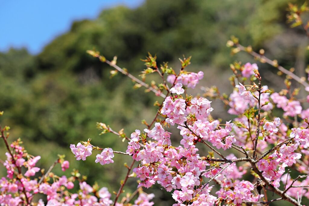 河津桜